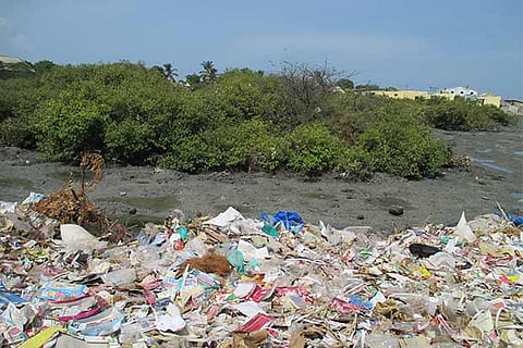 Plastic waste accumulated near mangrove forests in Gulf of Mannar region