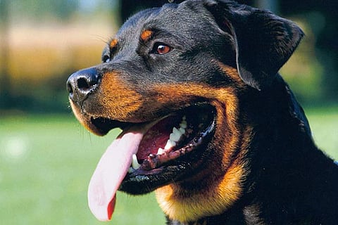 Representative image of the Rottweiler