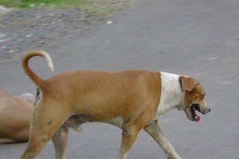 The corporation has allocated around Rs. 450 per dog for the program