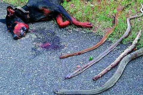 Blood could be seen spilling onto the patio as the pet animal fought off the snakes