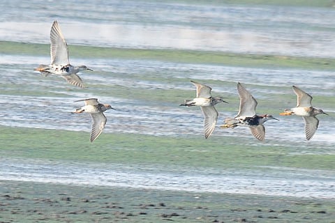 A flock of Ruff seen at the Pallikaranai marshland