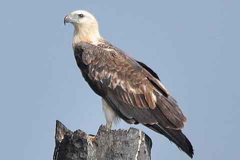 White Bellied Sea Eagle