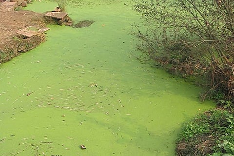 Biologists warn of harmful algal bloom
