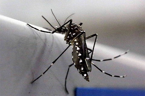 An Aedes aegypti mosquito, the chief vector of Zika virus