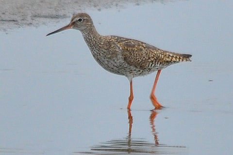 A winged visitor at a salt pan  in Kelambakkam
