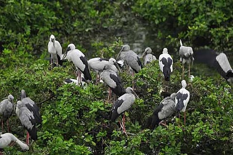 File photo of the Vedanthangal Sanctuary