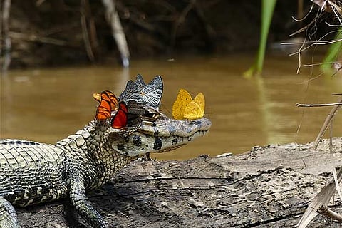 Photograph by Mark Cowan