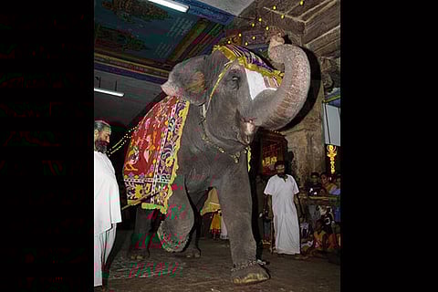 Srirangam temple jumbo