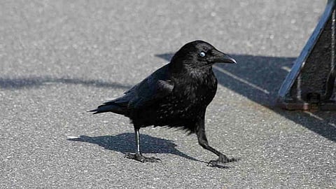 Alert from the Central government confirming the presence of Highly Pathogenic Avian Influenza (H5N1) in crows and flagging the potential risk to poultry and public health.