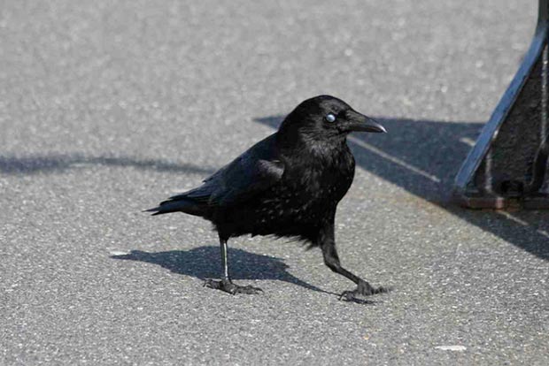 Crow’s happy meal turns out to be a blessing for Aussie police