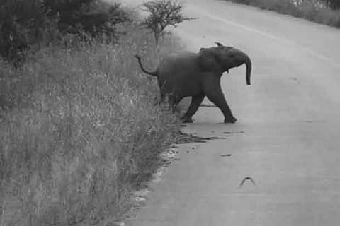 After calf, 25-yr-old elephant found dead on Moyar banks