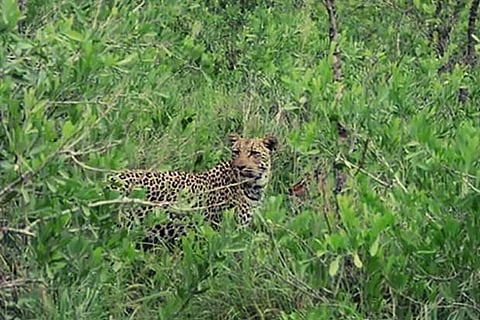 Leopard clicked by one of the tourists, who spotted it at Thalaimalai near Sathyamangalam