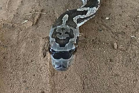 This hipster snake was born with sunglasses and a mustache