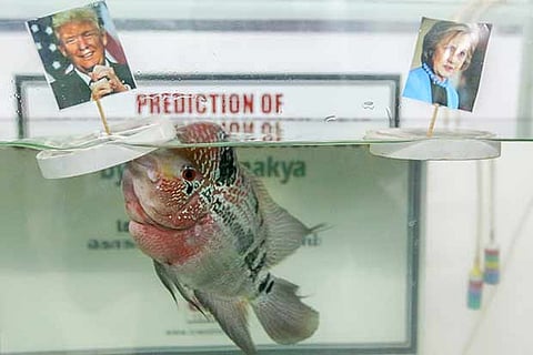 Chanakya opted for the Republican candidate when pictures of the two rivals were floated