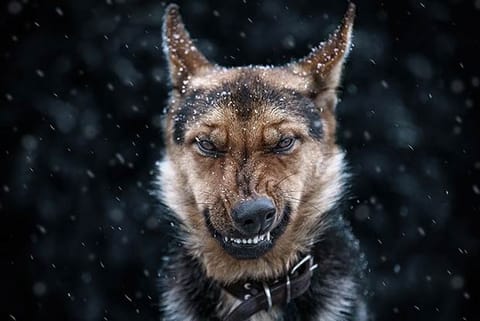 A picture clicked by Ukrainian photographer Sergey Polyushko