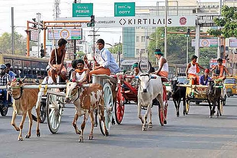 Rekla bulls in action during a practice session in Coimbatore, recently