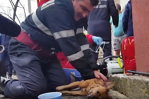 Romanian firefighter fights for dog?s life by performing CPR