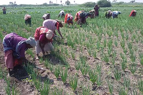 Agricultural labourers working on onion fields  at Ayyanvadamalapuram in Thoothukudi