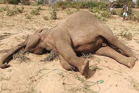 The carcass of the elephant that was shot dead in Krishnagiri District