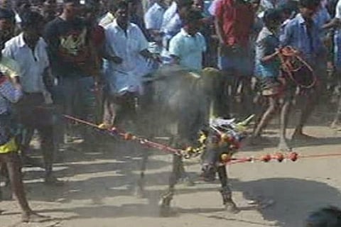 Jallikattu held at Dindigul defying Supreme Court's ban (Pic: Thanthi TV)