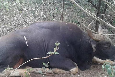 The five-foot spear that was removed from the back of an Indian Bison after a 5-hour surgery