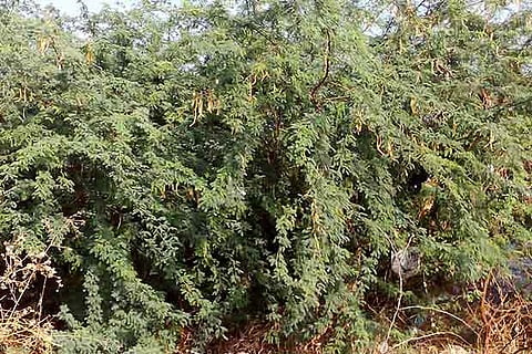 Court raps Collector over karuvelam tree order