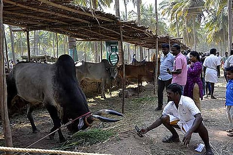 A Kangayam bull charges at a spectator, who is trying to capture it in his mobile phone
