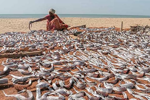 A fisherwoman supervises the process of drying fish at Urur-Olcott Kuppam (Photo: Justin George)