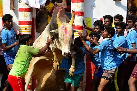 Bulls and tamers in action at Alanganallur in Madurai