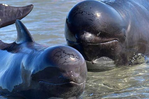 Whales and dolphins regularly hang out with each other — new study