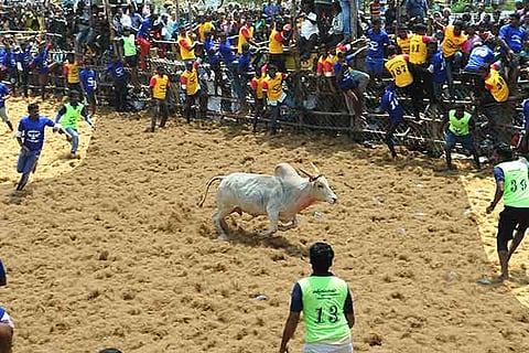 Tamers and a bull in action during jallikattu conducted in Tiruchy district