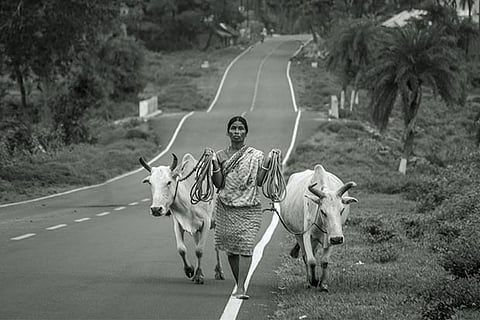 With pastures shrinking, India may be importing milk by 2021