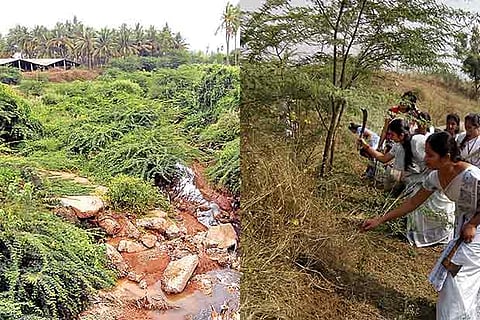 Removing seemai karuvelam has begun in the districts (Photo: S Vivek)