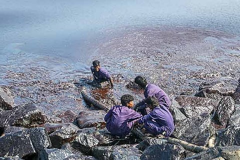 ‘Oil spill killed other marine beings too’