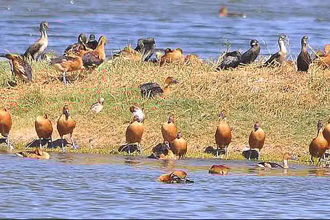 Oriental Pratincoles, Fulvous Whistling Ducks, Common Coots, Little Grebes and Indian Moorhens