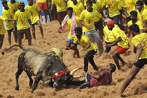 M Pudhur makes grandiose entry into jallikattu ?records?