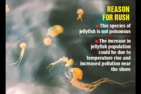 Several Jellyfish float near the Chennai port waters