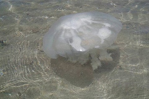 A jellyfish in the coastal area of Rameswaram