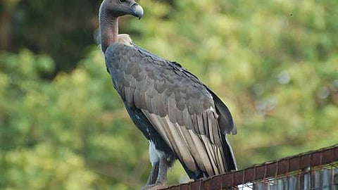 Vulture