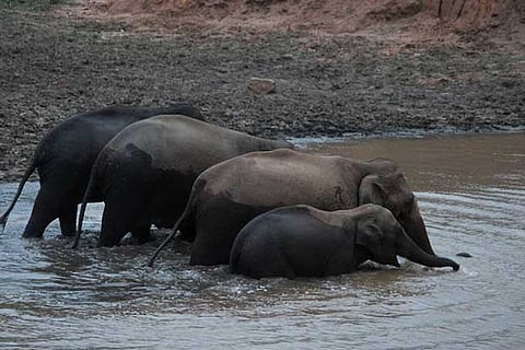 A herd enjoying a bath in a pond having good storage after recent rains at Thadagam