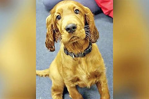 UK school employs puppy to help children cope with exam stress