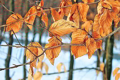 Life’s Lessons: Difficulties are meant to test you