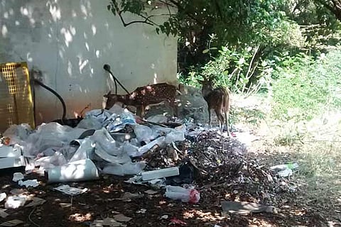File photo of Deer feeding on plastic waste on the IIT campus