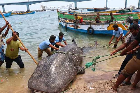 The whale shark that was found on  Tuesday (inset) the spoon in its stomach