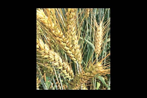 Life's lessons:True wealth lies in caring for family