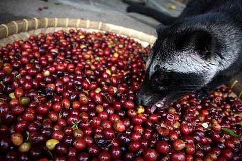 Civets are made to eat the coffee beans