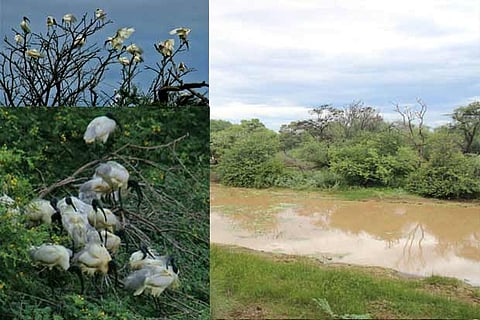White Ibis, Grey Heron and Dartars at Vettangudi bird sanctuary in Sivaganga