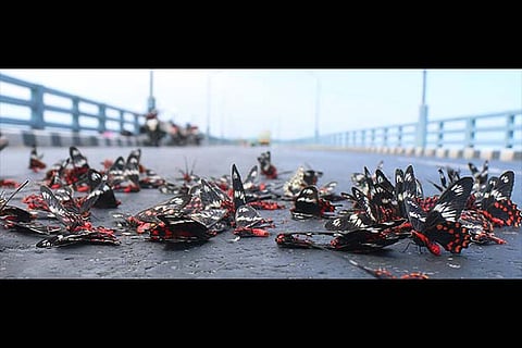 Colourful butterflies found dead on the Pamban bridge