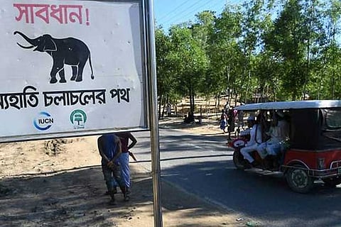 Wild elephants trample to death four Rohingya refugees in Bangladesh