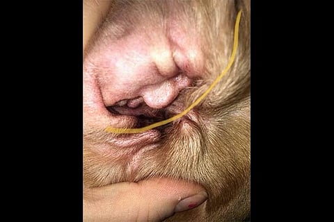 The photo that went viral on the internet